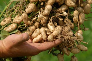 مونگ پھلی کی تصویر